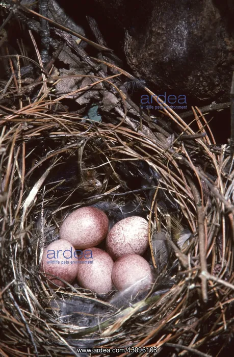 : House Wren Eggs : House Wren Eggs