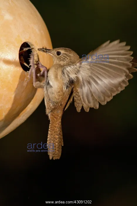 : House Wren feeding young : House Wren feeding young