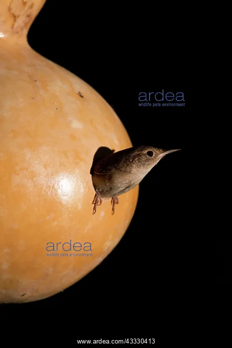 : House Wren nesting in gourd : House Wren nesting in gourd