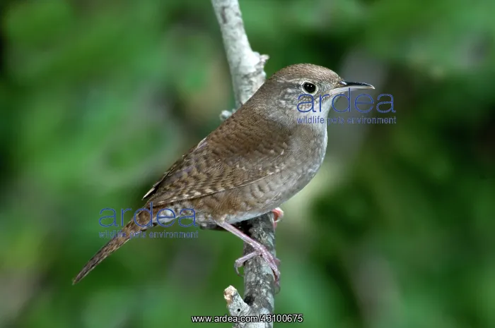 : House Wren (Troglodytes aedon) : House Wren (Troglodytes aedon)