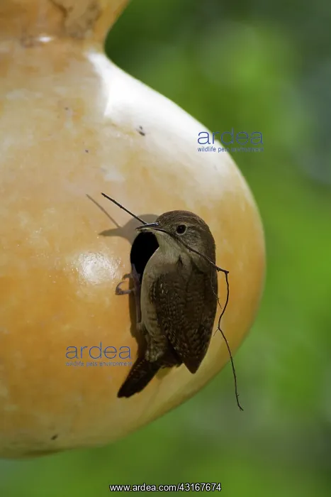 : House Wren with twig : House Wren with twig