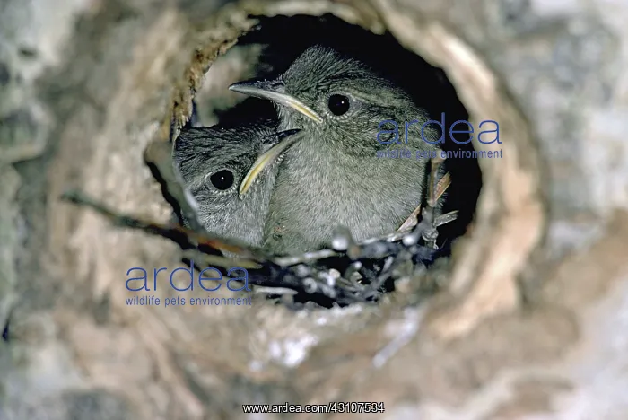 : House Wren young at nest hole : House Wren young at nest hole