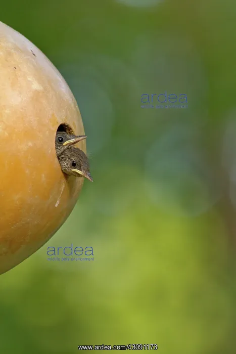 : House Wren young in nesting gourd : House Wren young in nesting gourd