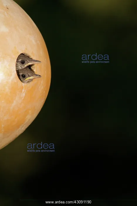 : House Wren young in nesting gourd : House Wren young in nesting gourd