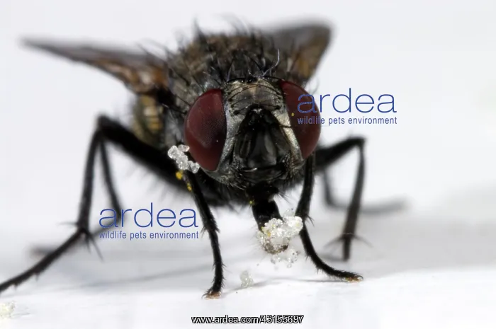 : Housefly. House Fly (Musca domestica) in close up : Housefly. House Fly (Musca domestica) in close up