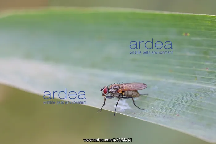 : Housefly (Eustalomyia festiva) resting on an unidentified leaf : Housefly (Eustalomyia festiva) resting on an unidentified leaf