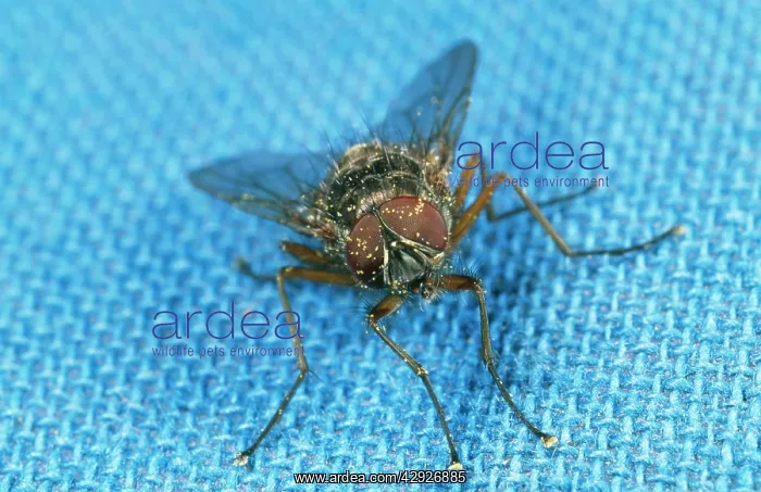 : HOUSEFLY / CLUSTER FLY - on blue tablecloth : HOUSEFLY / CLUSTER FLY - on blue tablecloth