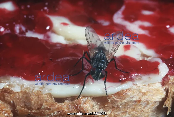 : HOUSEFLY / CLUSTER FLY - ON CAKE : HOUSEFLY / CLUSTER FLY - ON CAKE