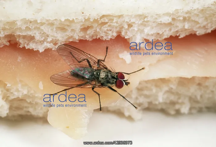 : HOUSEFLY / CLUSTER FLY - ON HAM SANDWICH : HOUSEFLY / CLUSTER FLY - ON HAM SANDWICH