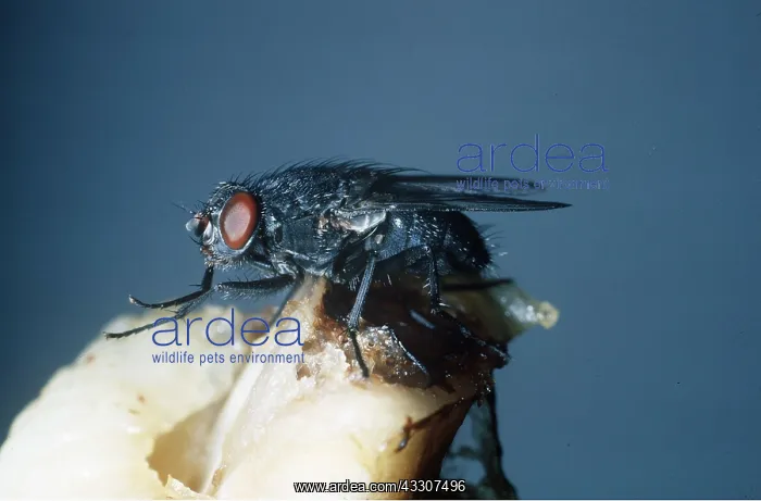 : HOUSEFLY / CLUSTER FLY - ON MEAT : HOUSEFLY / CLUSTER FLY - ON MEAT