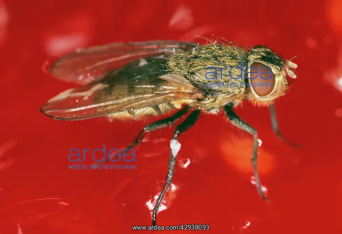 : HOUSEFLY / CLUSTER FLY - on strawberry jam : HOUSEFLY / CLUSTER FLY - on strawberry jam