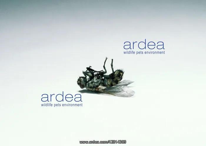 : HOUSEFLY - dead, lying on back : HOUSEFLY - dead, lying on back