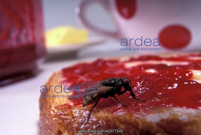 : Housefly - on a slice of bread with jam : Housefly - on a slice of bread with jam