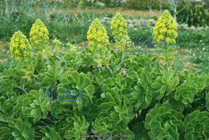 : HOUSELEEK (Aeonium arboreum). North African plant : HOUSELEEK (Aeonium arboreum). North African plant