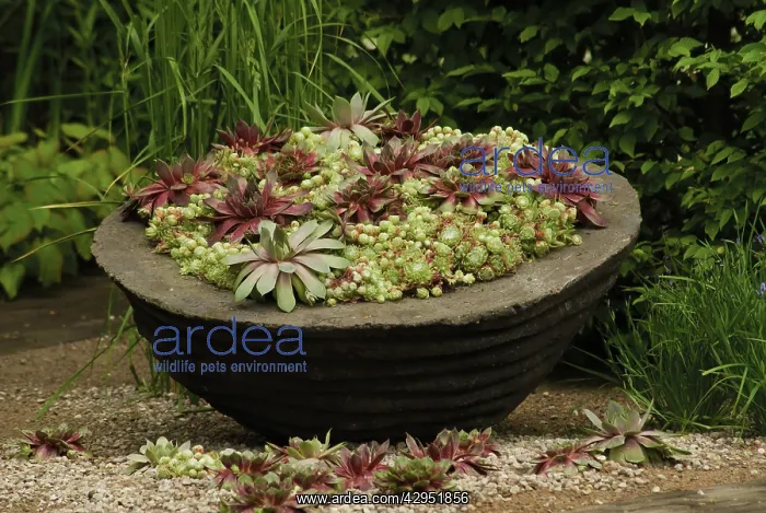 : Houseleek, Sempervivum tectorum : Houseleek, Sempervivum tectorum