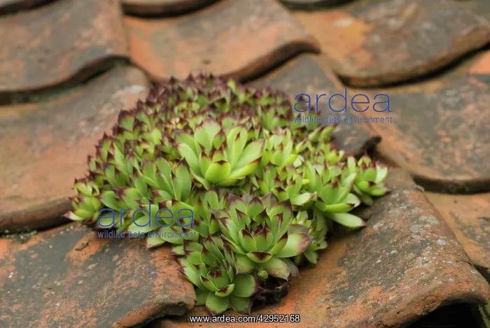  : Houseleek, Sempervivum tectorum