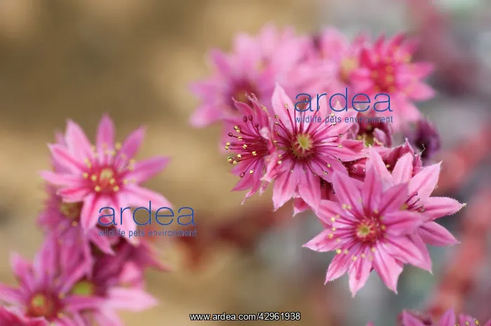 : Houseleek, Sempervivum arachnoideum, Cobweb houseleek : Houseleek, Sempervivum arachnoideum, Cobweb houseleek