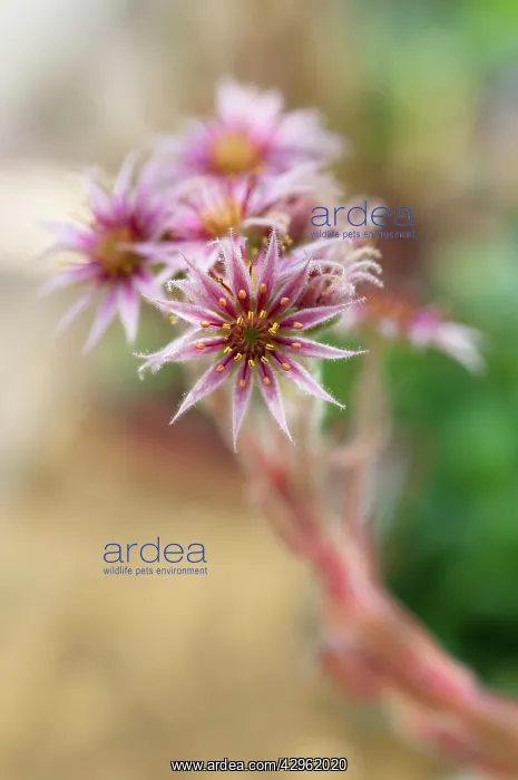 : Houseleek, Sempervivum Heliotrope : Houseleek, Sempervivum Heliotrope