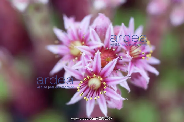 : Houseleek, Jovibarba heuffelii, Jupiter's beard : Houseleek, Jovibarba heuffelii, Jupiter's beard