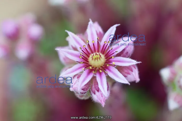 : Houseleek, Jovibarba heuffelii, Jupiter's beard : Houseleek, Jovibarba heuffelii, Jupiter's beard