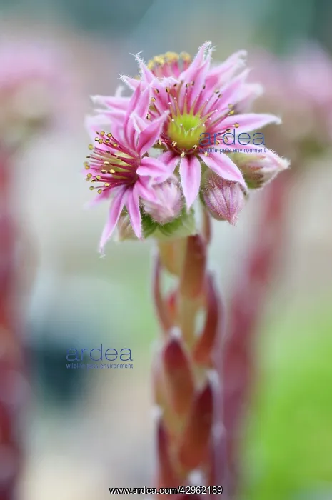 : Houseleek, Sempervivum Icicle : Houseleek, Sempervivum Icicle