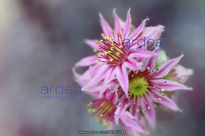 : Houseleek, Sempervivum Icicle : Houseleek, Sempervivum Icicle