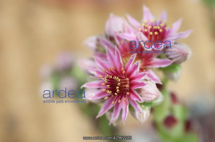 : Houseleek, Sempervivum Silver thaw : Houseleek, Sempervivum Silver thaw