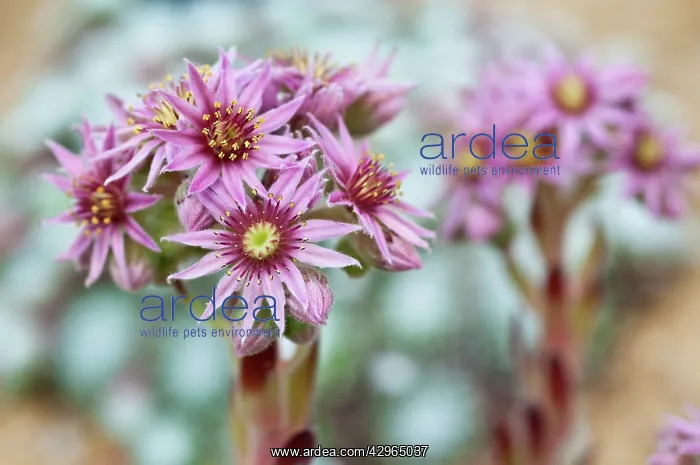 : Houseleek, Sempervivum Tordeur's Memory : Houseleek, Sempervivum Tordeur's Memory