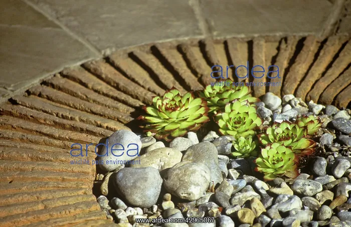 : Houseleek, Sempervivum : Houseleek, Sempervivum