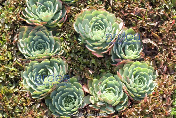 : Houseleek, Sempervivum : Houseleek, Sempervivum