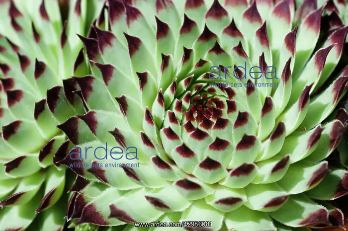 : Houseleek, Sempervivum calcareum : Houseleek, Sempervivum calcareum
