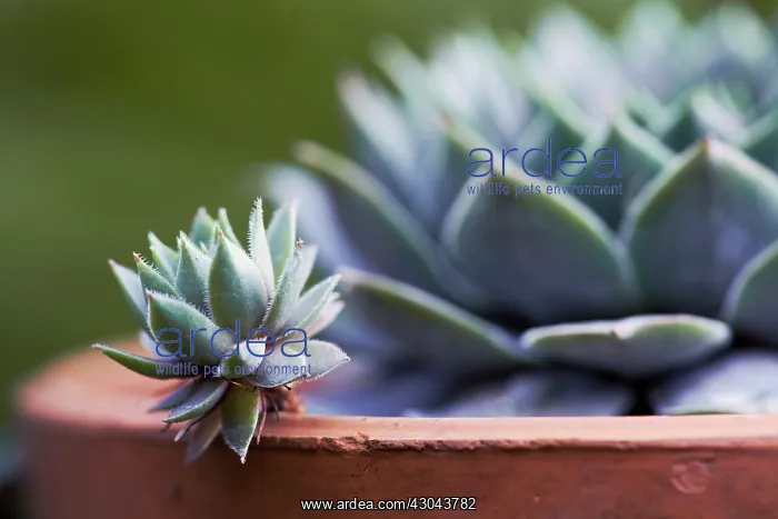 : Houseleek, Sempervivum : Houseleek, Sempervivum
