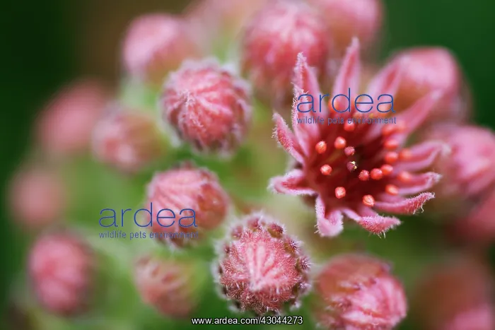 : Houseleek, Sempervivum tectorum : Houseleek, Sempervivum tectorum