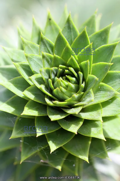 : Houseleek, Sempervivum : Houseleek, Sempervivum