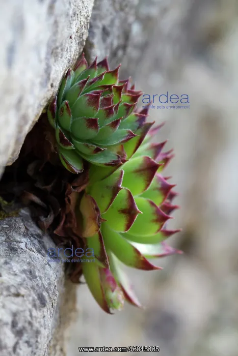 : Houseleek, Sempervivum calcareum : Houseleek, Sempervivum calcareum