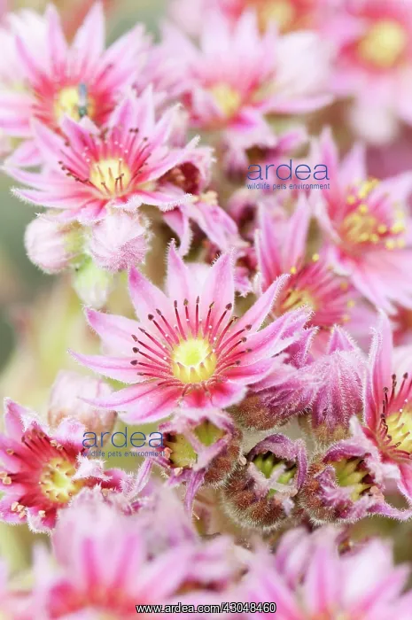 : Houseleek, Sempervivum Aladdin : Houseleek, Sempervivum Aladdin
