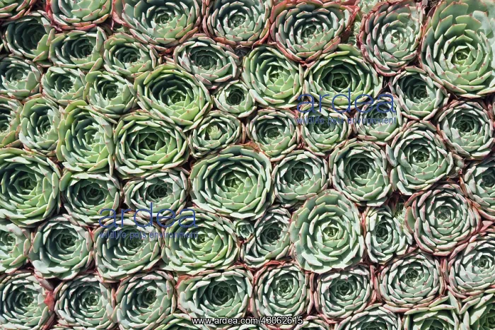 : Houseleek, Sempervivum : Houseleek, Sempervivum