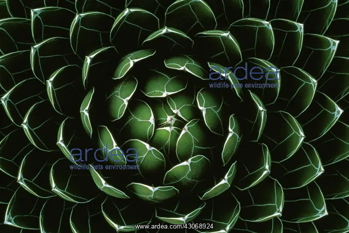 : Houseleek, Sempervivum : Houseleek, Sempervivum