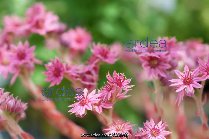 : Houseleek, Sempervivum arachnoideum, Cobweb houseleek : Houseleek, Sempervivum arachnoideum, Cobweb houseleek