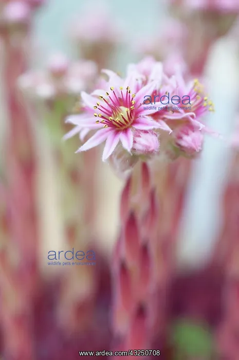: Houseleek, Jovibarba heuffelii, Jupiter's beard : Houseleek, Jovibarba heuffelii, Jupiter's beard