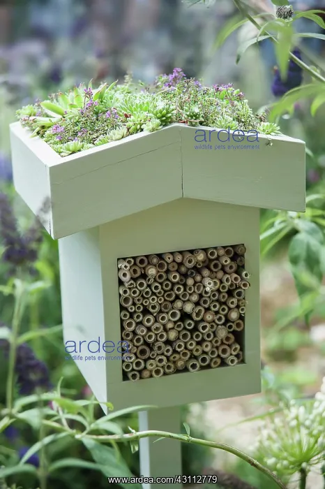 : Houseleek, Sempervivum tectorum and other alpines : Houseleek, Sempervivum tectorum and other alpines