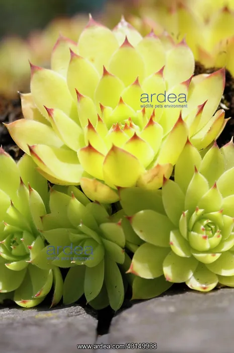 : Houseleek, Sempervivum, Detail of yellow coloured plant show : Houseleek, Sempervivum, Detail of yellow coloured plant show