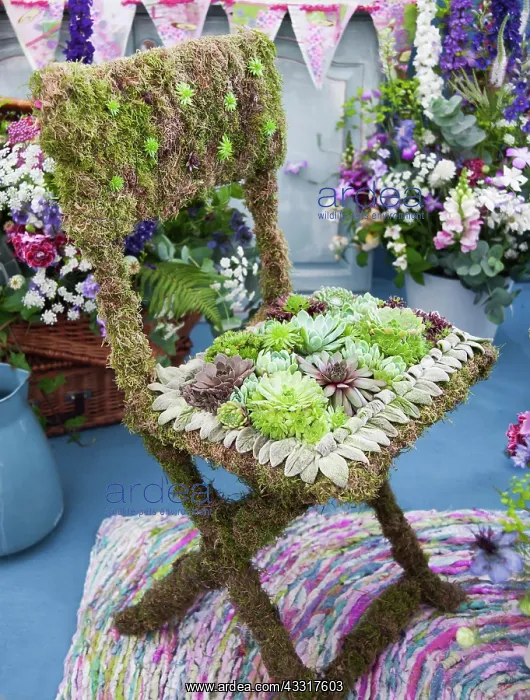 : Houseleek:Sempervivum tectorum, Several varieties : Houseleek:Sempervivum tectorum, Several varieties