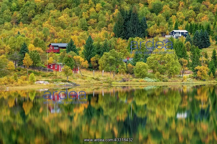 : Houses in autumnal forest reflected in the lake : Houses in autumnal forest reflected in the lake