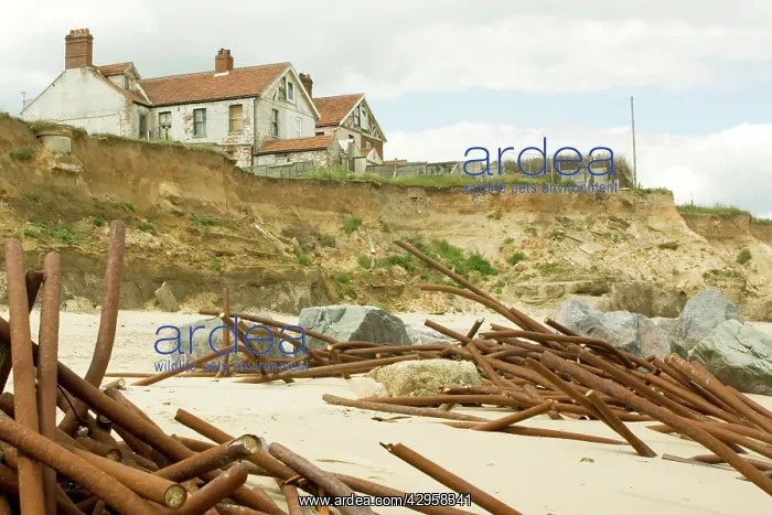 : Houses on cliff edge and remains old sea defences : Houses on cliff edge and remains old sea defences