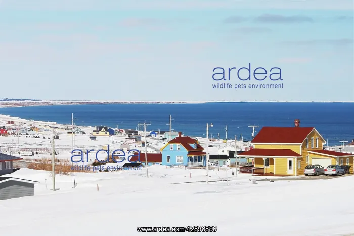 : Houses in the island of Cap aux Meules : Houses in the island of Cap aux Meules