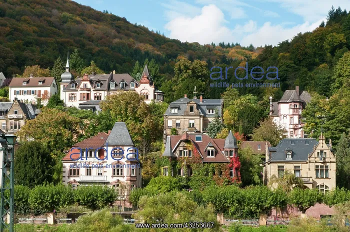 : Houses on the north side of Neckar River : Houses on the north side of Neckar River