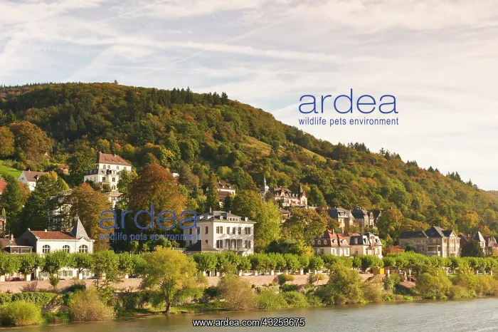 : Houses on the north side of Neckar River : Houses on the north side of Neckar River