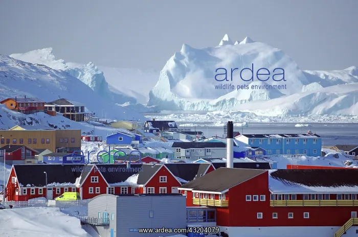 : Houses in winter landscape, icebergs, Ilulissat : Houses in winter landscape, icebergs, Ilulissat