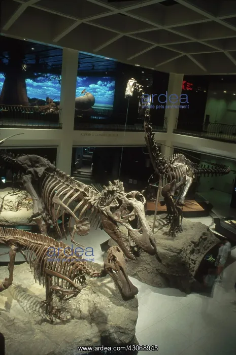 : Houston Museum of Natural Science : Houston Museum of Natural Science